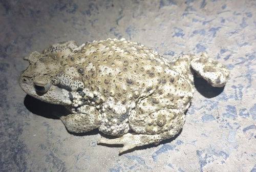 Sakhalin Toad