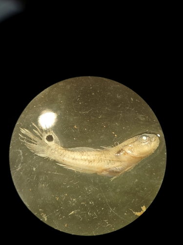 Taileyed goby (Parachaeturichthys polynema) — Gobiidae — 4