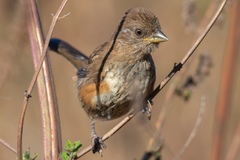 Pipilo maculatus socorroensis