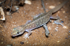Pilbara Sandplain Gecko photo 4