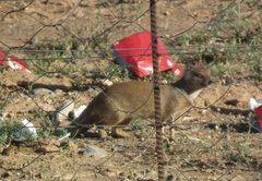 Cynictis penicillata penicillata