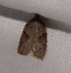 Acleris maccana