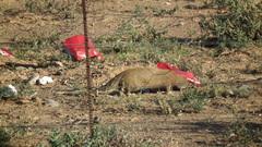 Cynictis penicillata penicillata