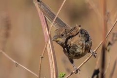 Pipilo maculatus socorroensis