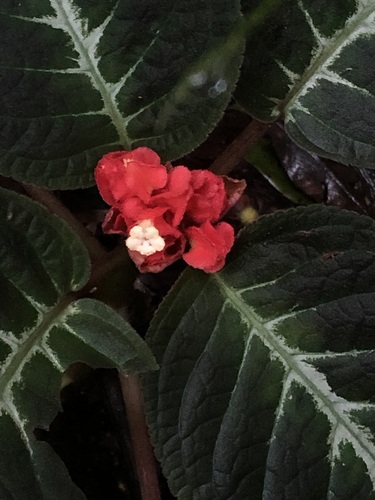 Corytoplectus speciosus, photograph 2