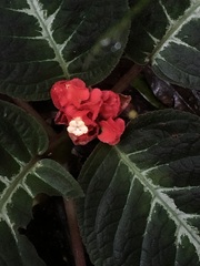 (c) Jared Shorma, some rights reserved (CC BY) Corytoplectus speciosus, photograph (c) Jared Shorma, some rights reserved (CC BY)