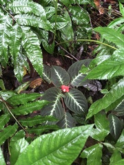 Corytoplectus speciosus, photograph (c) Jared Shorma, some rights reserved (CC BY)