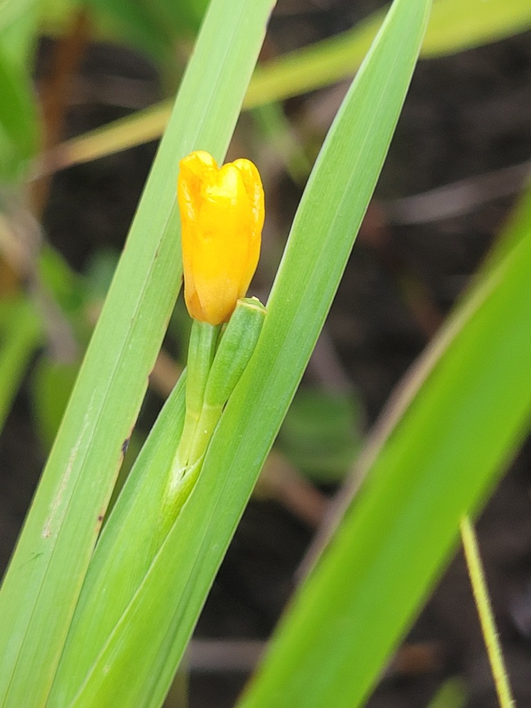 Trimezia paradoxa