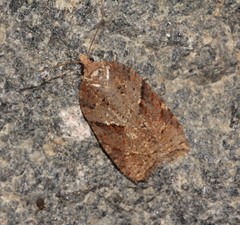 Acleris maccana