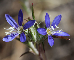 Eriastrum virgatum