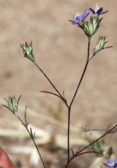 Eriastrum virgatum