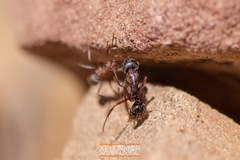 Camponotus dumetorum