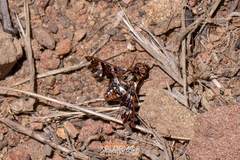 Exoprosopa caliptera