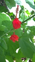 Malvaviscus arboreus drummondii