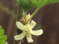 Ribes oxyacanthoides oxyacanthoides