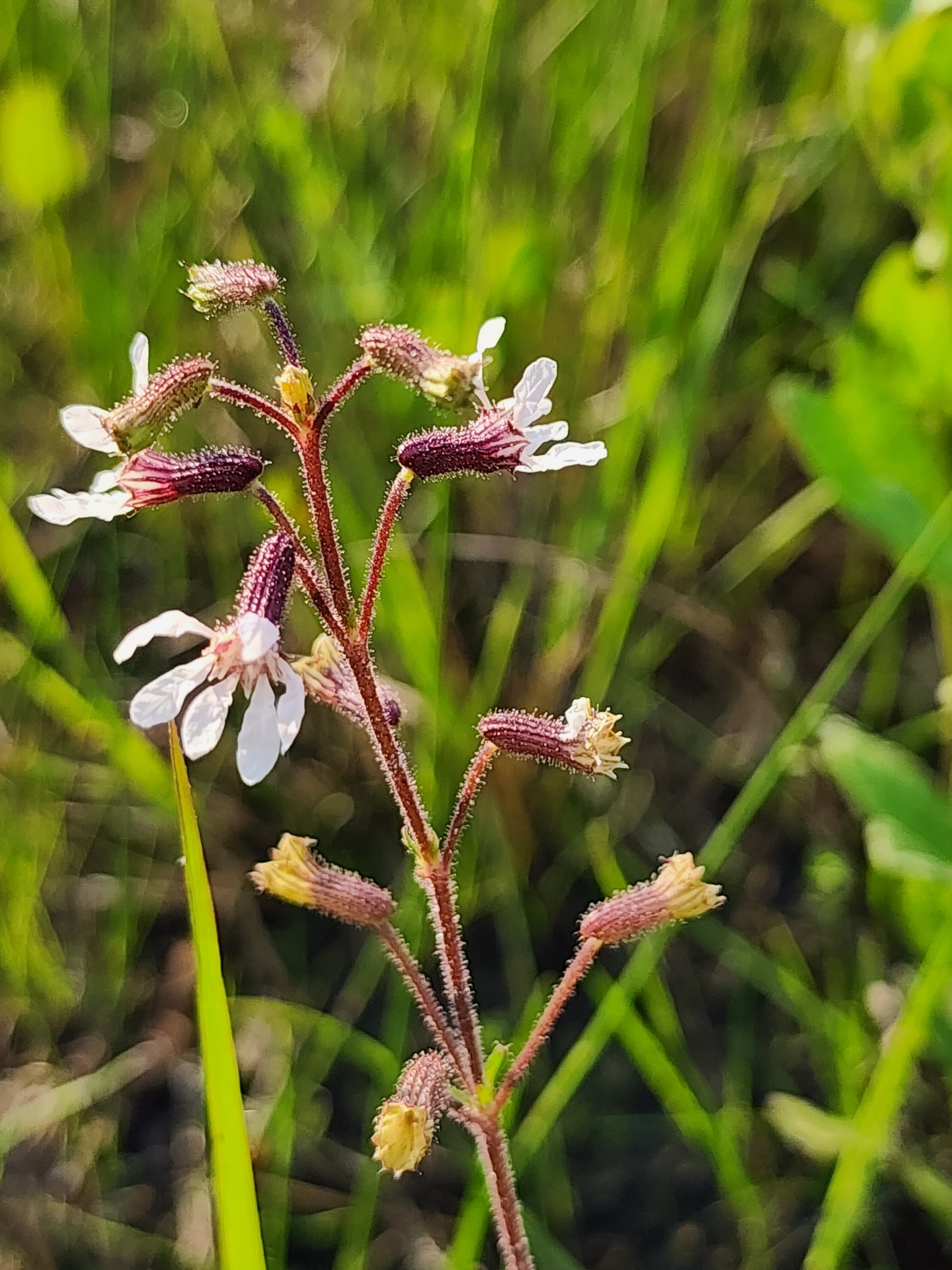 Cuphea aspera