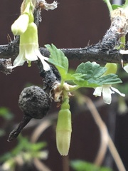 Ribes oxyacanthoides oxyacanthoides