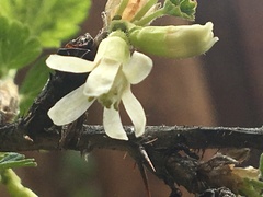 Ribes oxyacanthoides oxyacanthoides