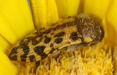 Acmaeodera gillespiensis