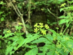 Thaspium