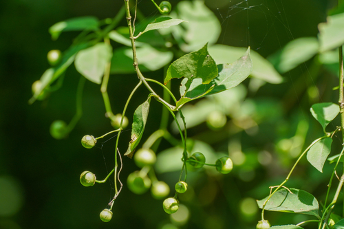 Image of Euonymus oxyphyllus by (c) WATANABE Hitoshi 渡辺仁, some rights reserved (CC BY)