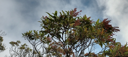 Pterophylla parviflora observed 2024-05-31