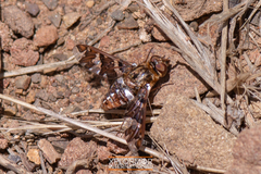 Exoprosopa caliptera