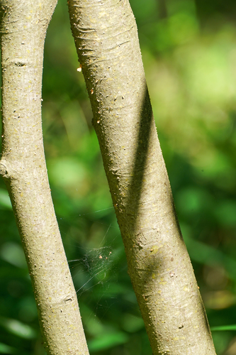 Image of Euonymus oxyphyllus by (c) WATANABE Hitoshi 渡辺仁, some rights reserved (CC BY)