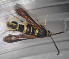Synanthedon decipiens