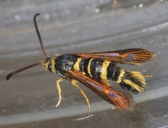 Synanthedon decipiens
