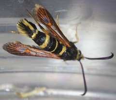 Synanthedon decipiens