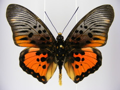 Pseudacraea boisduvalii boisduvalii