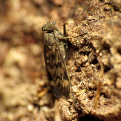 Rhagio punctipennis