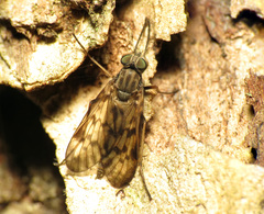 Rhagio punctipennis
