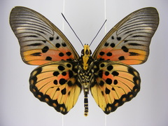 Pseudacraea boisduvalii boisduvalii