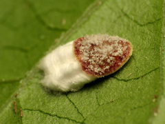 Pulvinaria