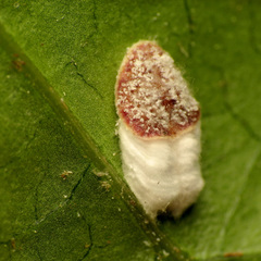 Pulvinaria