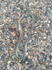 Lampropeltis splendida