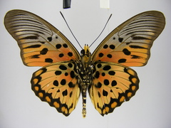 Pseudacraea boisduvalii boisduvalii