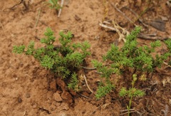 Loeflingia squarrosa