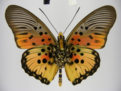 Pseudacraea boisduvalii boisduvalii