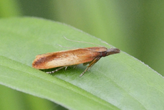 Dichomeris ustalella