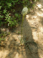 Xerophyllum asphodeloides
