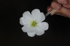 Oenothera engelmannii