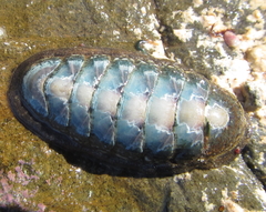 Ischnochiton maorianus