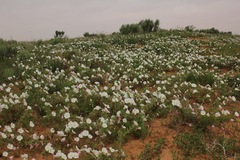 Oenothera engelmannii