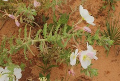 Oenothera engelmannii