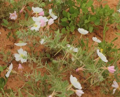 Oenothera engelmannii