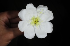 Oenothera engelmannii