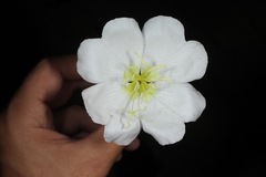 Oenothera engelmannii